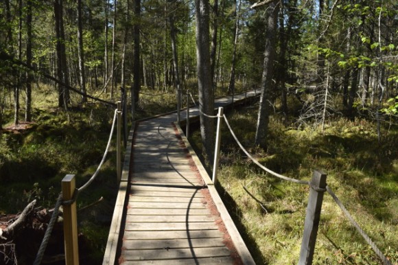 peat bog boardwalk in kathio state park minnesota 052215 163