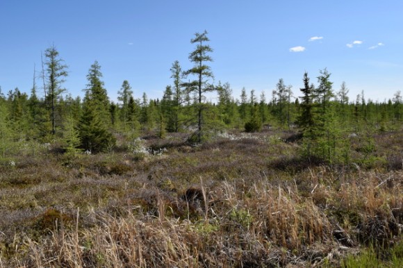 peat bog in central minnesota 052315 096