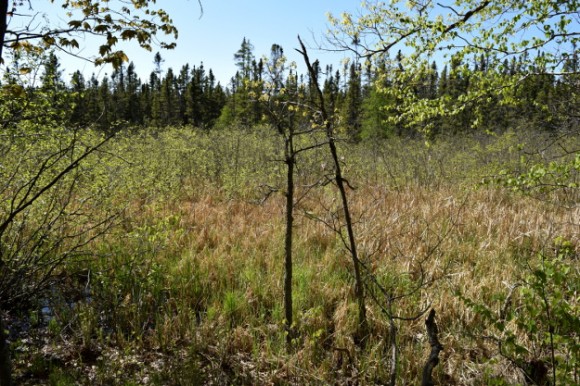 swampy transitional area surrounding peat bog 052115 232