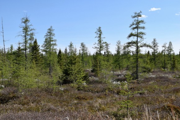 tamarack and black spruce in a peat bog 052315 099