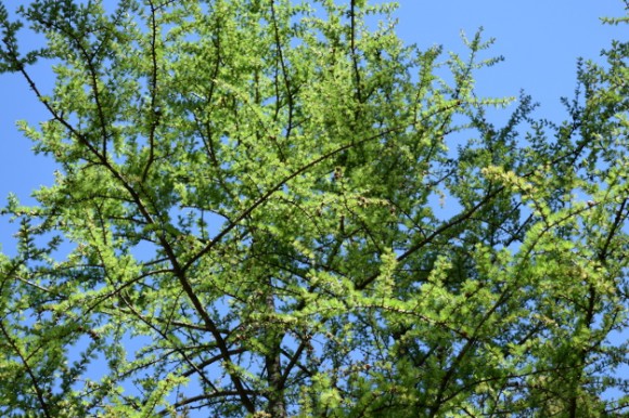 tamarack foliage larix laricina in peat bog in minnesota 052215 218