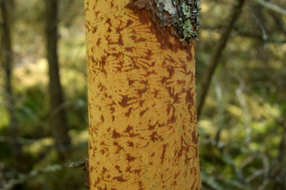 tamarack larix decidua bark grazed by deer 052115 075