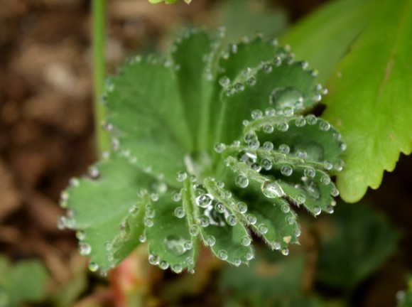 what is guttation alchemilla mollis sparkly 051515 018