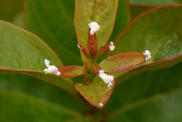 what is guttation white stuff on crape myrtle 051315 002