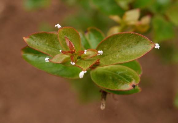 what's that white stuff on my crape myrtle 051315 009