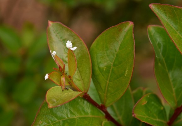 what's that white stuff on my crape myrtles 051315 007