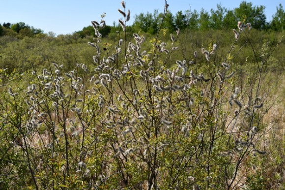 willow salix in minnesota 052115 258