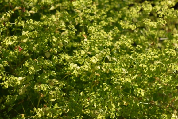 euphorbia stricta golden foam backlit 062515 014