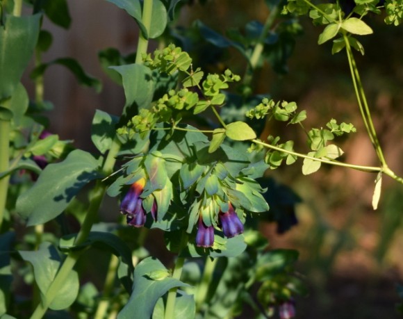 euphorbia stricta golden foam cerinthe closeup 062515 102