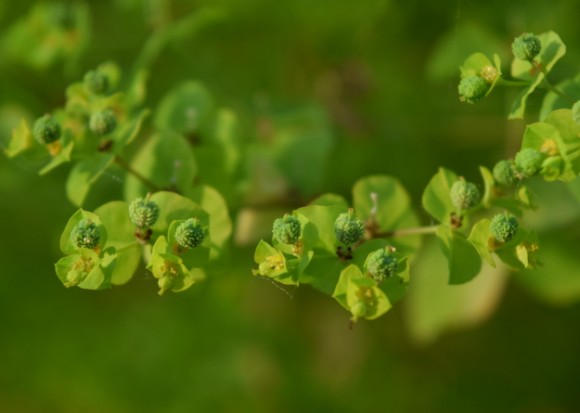 euphorbia stricta golden foam closeup 062515 025