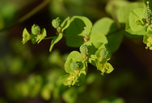 euphorbia stricta golden foam extreme closeup 062515 067