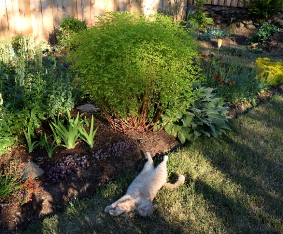 euphorbia stricta golden foam george the cat 062515 044