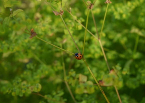 euphorbia stricta golden foam ladybug 062515 035