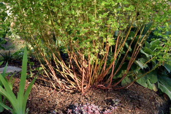 euphorbia stricta golden foam red stems 062515 021