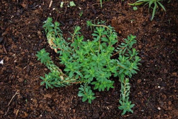 euphorbia stricta golden foam seedling in fall 102914 027