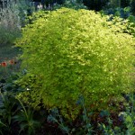 Euphorbia stricta 'Golden Foam'