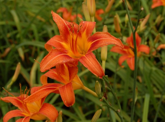 hemerocallis fulva edible daylilies 061811 028