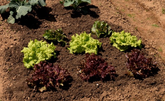 lettuce black seeded simpson and new red fire 050315 178