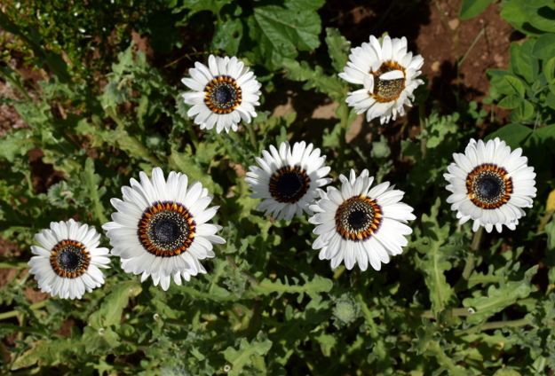 Cape daisy clearance