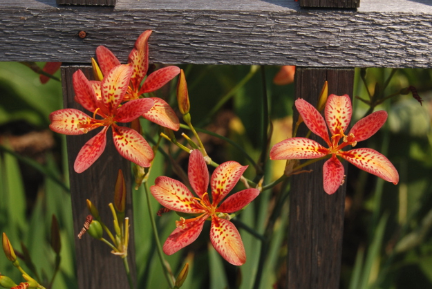 Candy Lilies | The World's Best Gardening Blog