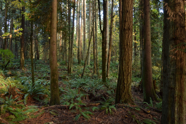 woods in northwest oregon 110615 122