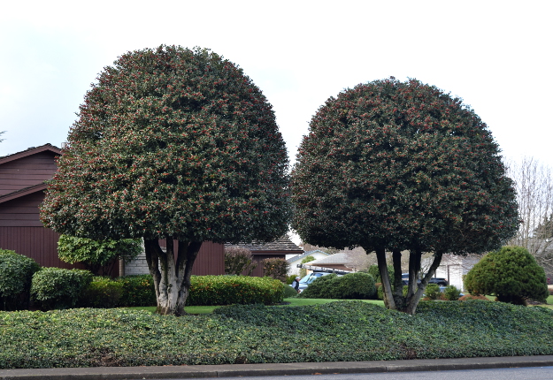 topiary 2 hollies x121915 009