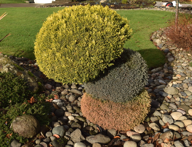 topiary 3 colors grafted chamaecyparis x122015 073