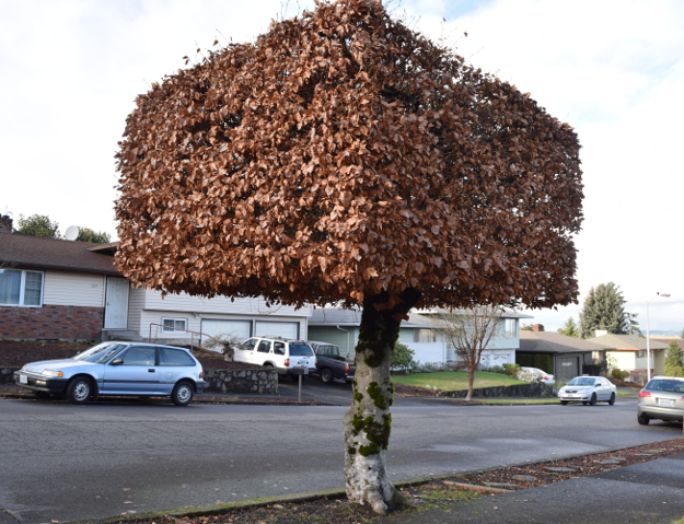 topiary beech cube x122015 167