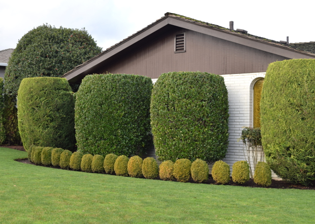 topiary big and little x121915 048