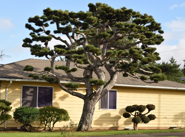 topiary big pine x122015 188