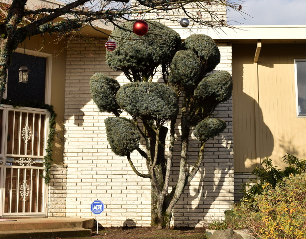 topiary blue spruce x122015 177