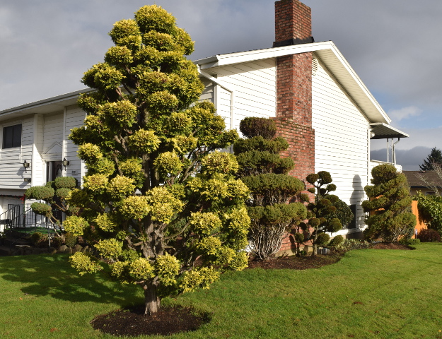 topiary chamaecyparis many pompoms x122015 017