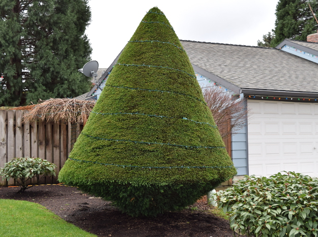 topiary cone x122015 099