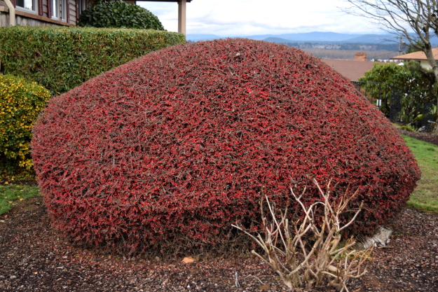 The red things are cotoneaster fruits.