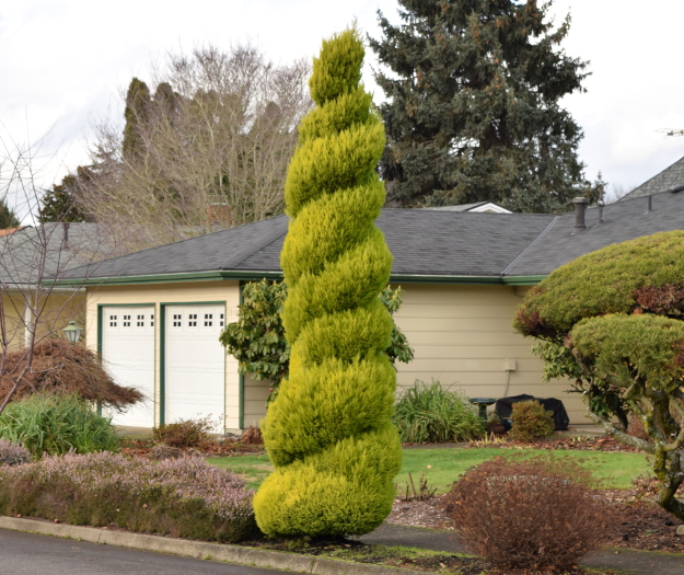 topiary cupressus spiral x121915 143