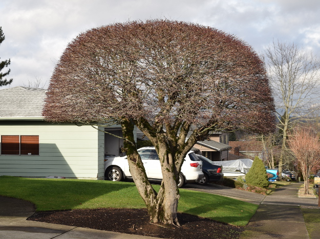 topiary japanese maple tortured x121915 123