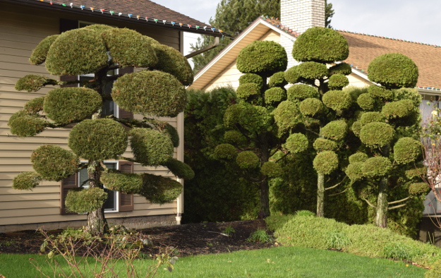 topiary pompom paloosa x122015 062