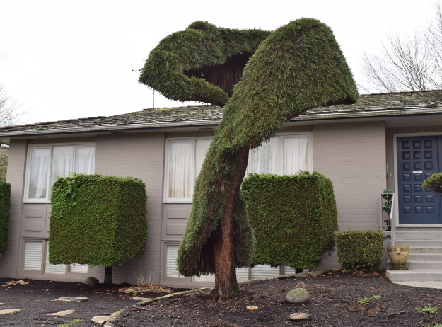 topiary sequoiadendron carpet remnant x122015 104