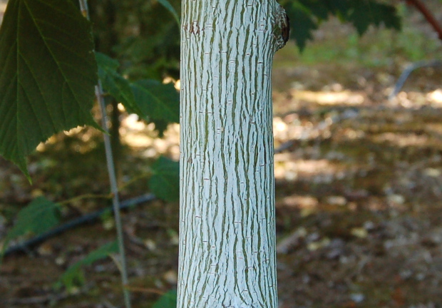acer tegmentosum joe witt snakebark maple at treephoria