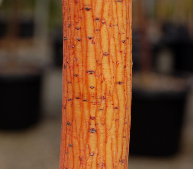 best bark acer conspicuum phoenix 031614 095