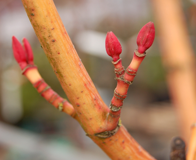 best bark acer conspicuum phoenix buds 031614 099