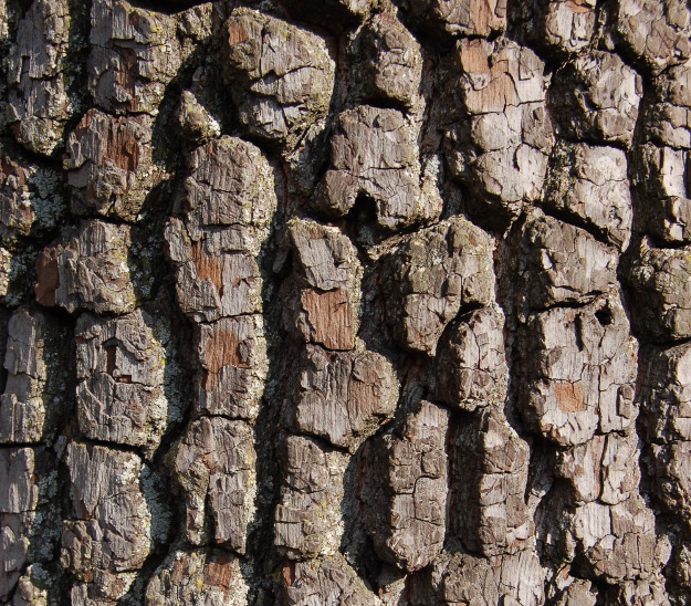 Tree Bark