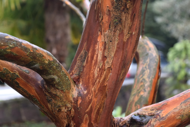 best bark lagerstroemia limii 012216 032