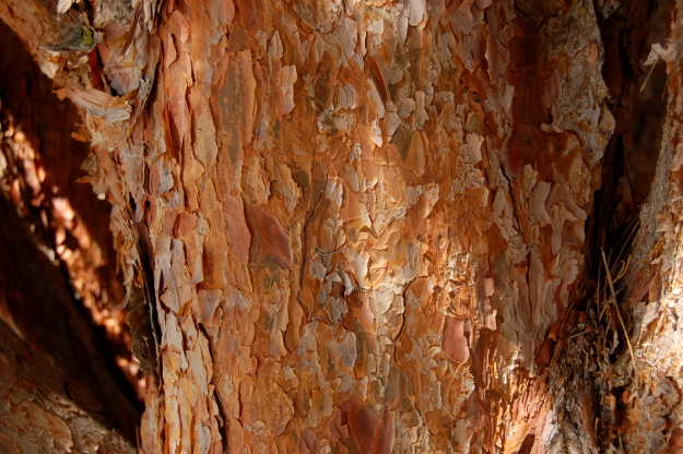 best bark pinus densiflora tanyosho 092214 061