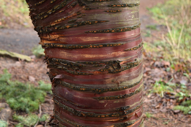 best bark prunus serrula cherry 012216 126