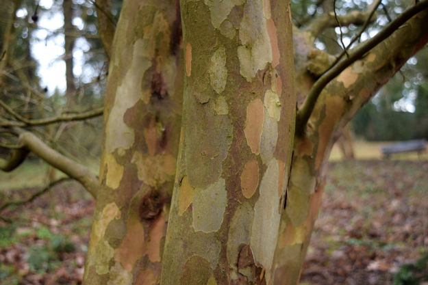 best bark stewartia koreana 012216 165