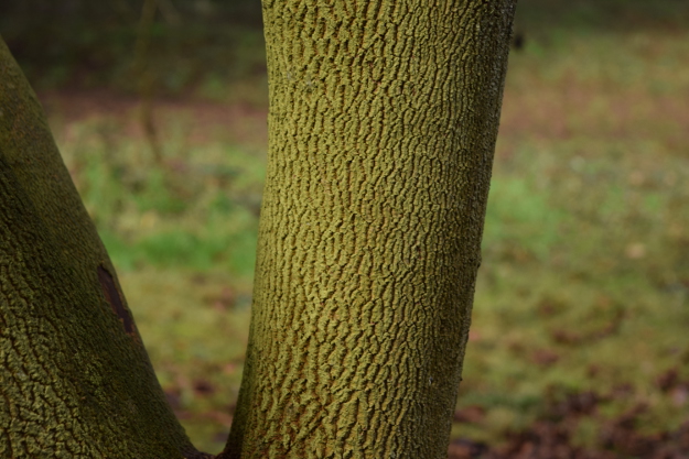 best bark stewartia rostrata cantaloupe 012216 172