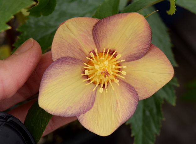 Helleborus Apricot Blush Winter Jewels 021516 144