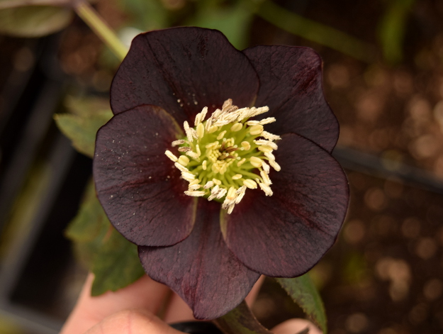 Helleborus Black Diamond Winter Jewels 021616 046