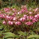 A Gallery of Hellebores for Your Garden
